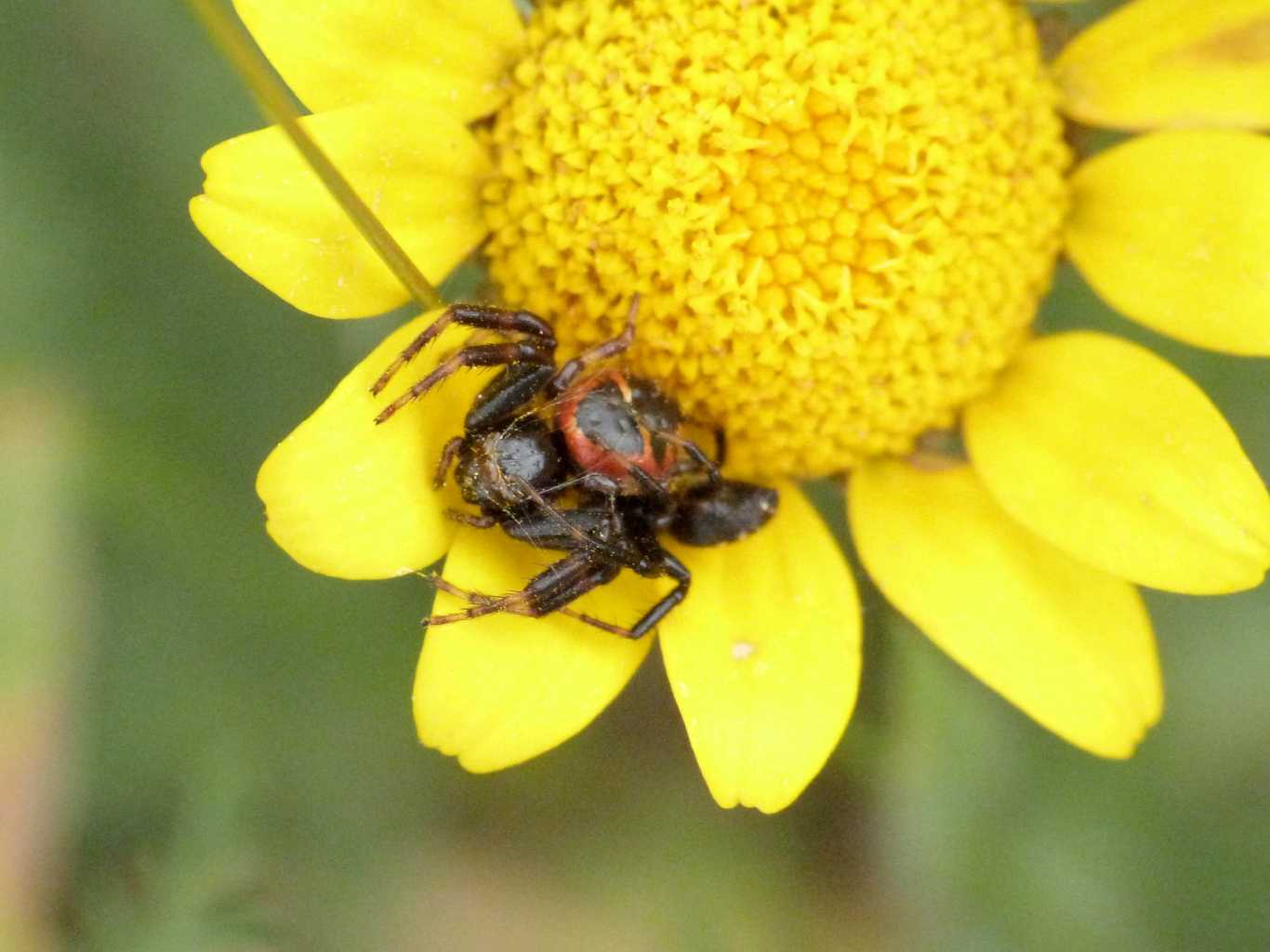 Coppie di Synema globosum - Ostia (RM)